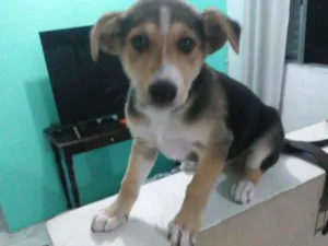 Cachorro raça Srd idade 2 a 6 meses nome Kardashian