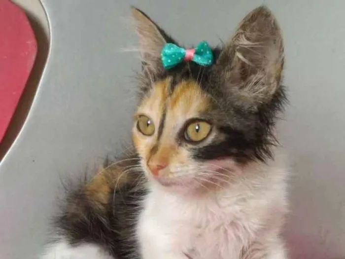 Gato raça SRD idade 2 a 6 meses nome ANA BLUE