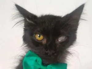 Gato raça SRD idade 2 a 6 meses nome MEIGUINHO