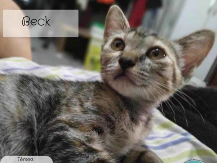 Gato ra a Não sei  idade 2 a 6 meses nome Não sei 