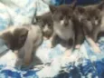 Gatinhos 