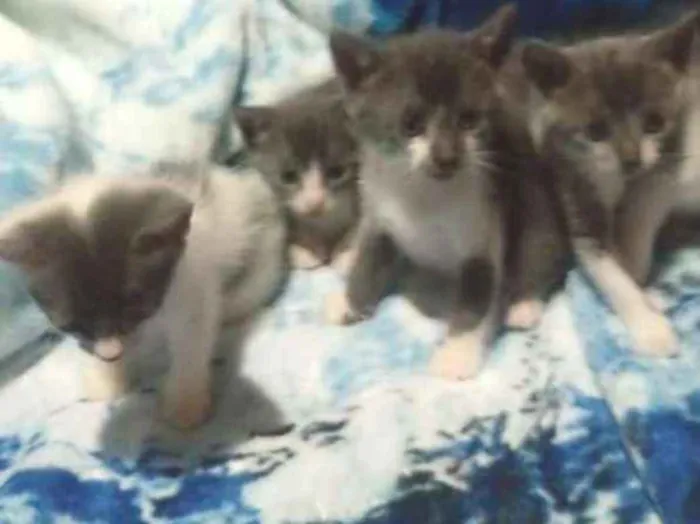 Gato ra a Gato idade Abaixo de 2 meses nome Gatinhos 