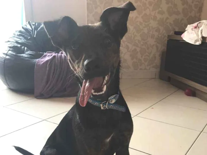Cachorro ra a Canina idade 7 a 11 meses nome Matheus