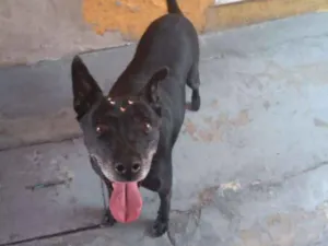 Cachorro raça Canina idade 6 ou mais anos nome Big