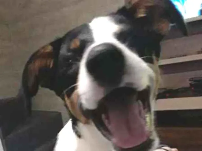 Cachorro raça SRD idade 7 a 11 meses nome Madalena