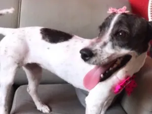 Cachorro raça Lhasa apso / Poodle idade 1 ano nome Julie