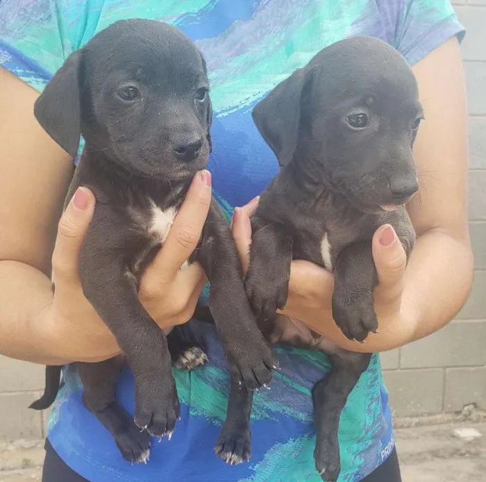 Cachorro ra a  idade 2 a 6 meses nome Nao tem ainda