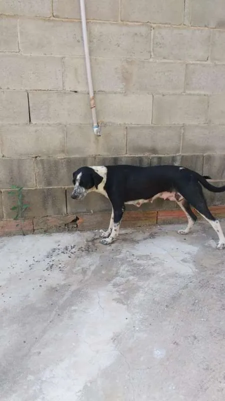 Cachorro ra a  idade 2 a 6 meses nome Nao tem ainda