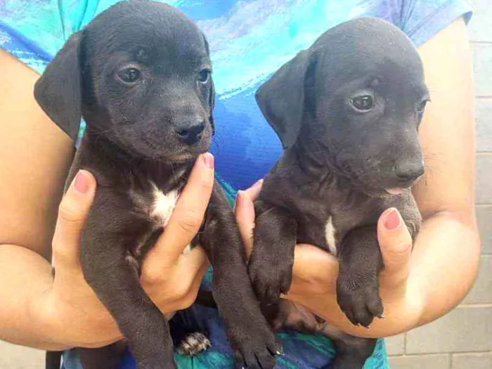 Cachorro ra a  idade 2 a 6 meses nome Nao tem ainda