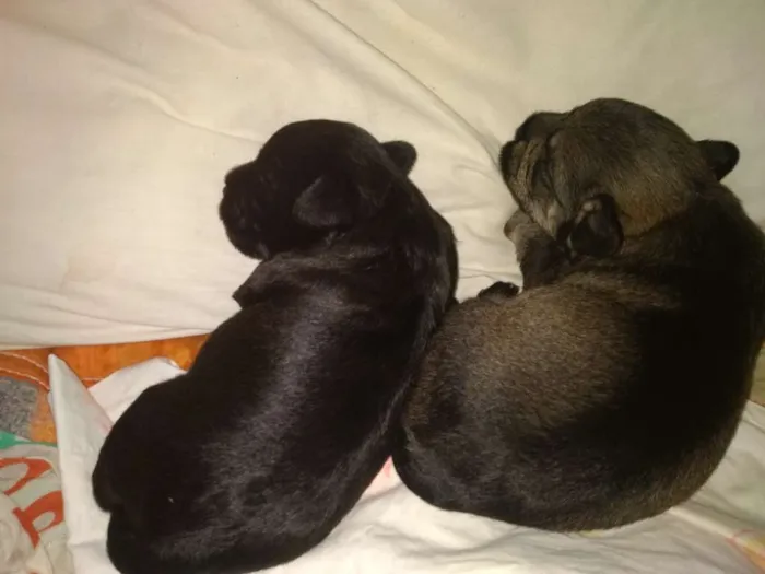 Cachorro ra a Mistura idade Abaixo de 2 meses nome Indefinido