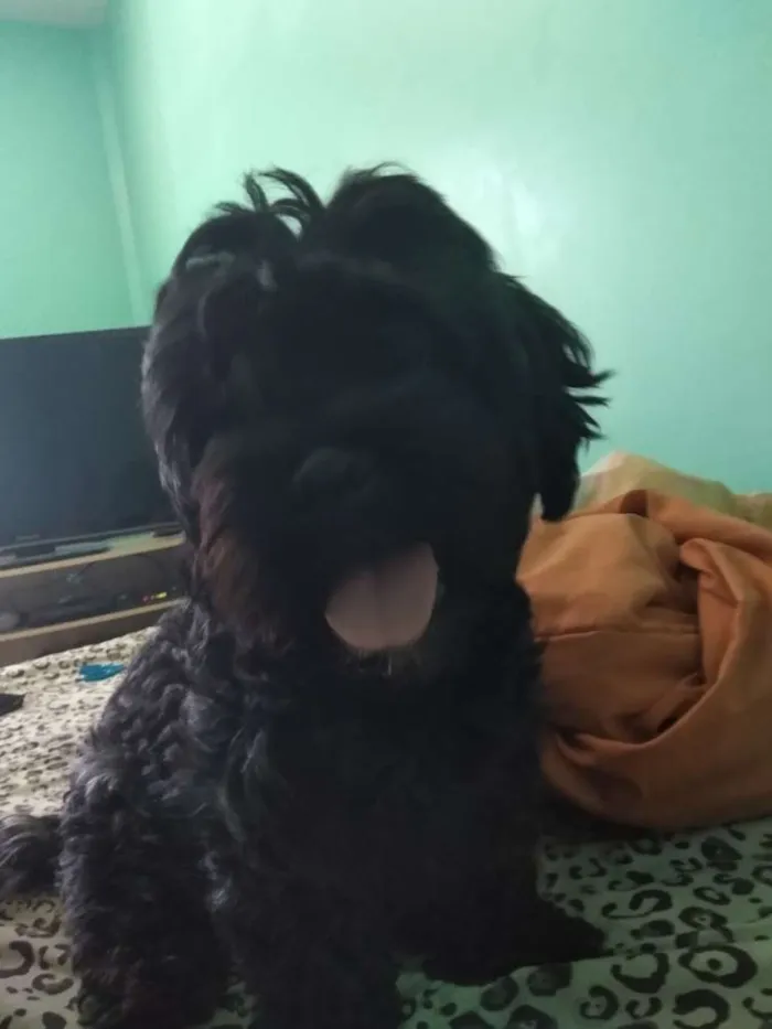 Cachorro ra a Mistura idade Abaixo de 2 meses nome Indefinido