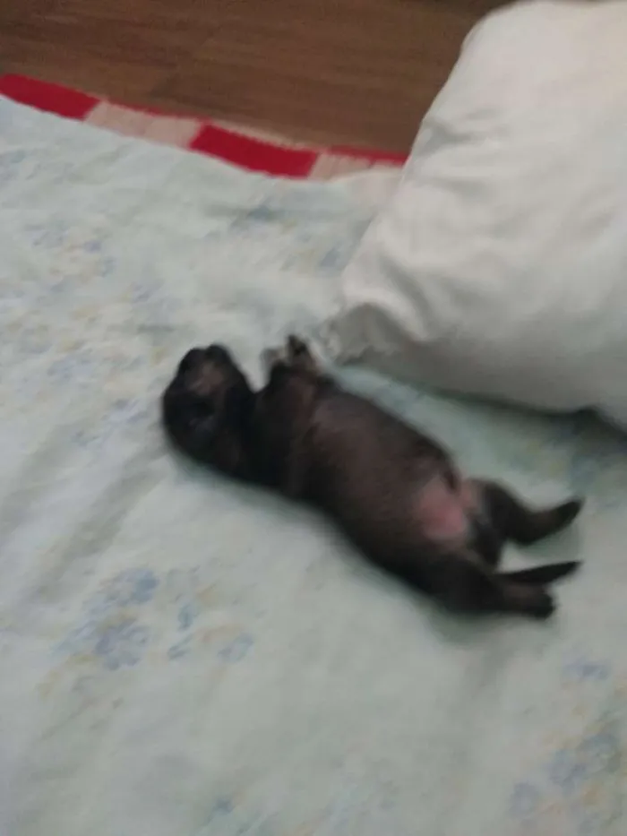 Cachorro ra a Mistura idade Abaixo de 2 meses nome Indefinido