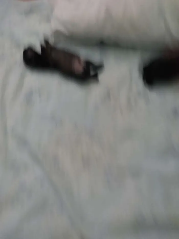 Cachorro ra a Mistura idade Abaixo de 2 meses nome Indefinido