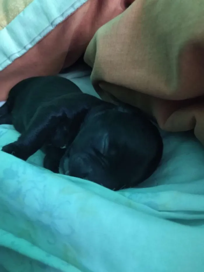 Cachorro ra a Mistura idade Abaixo de 2 meses nome Indefinido