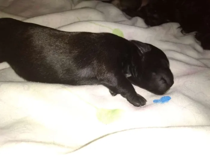 Cachorro ra a Mistura idade Abaixo de 2 meses nome Indefinido