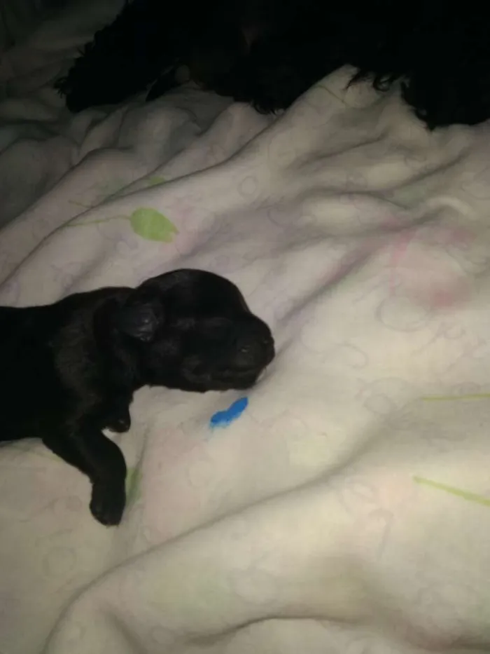 Cachorro ra a Mistura idade Abaixo de 2 meses nome Indefinido