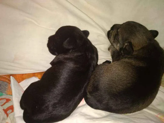 Cachorro ra a Mistura idade Abaixo de 2 meses nome Indefinido