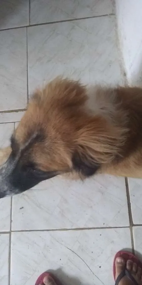 Cachorro ra a Não sei idade 7 a 11 meses nome Dengoso