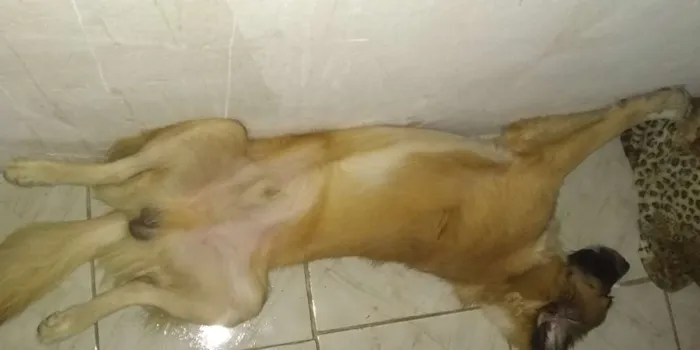 Cachorro ra a Não sei idade 7 a 11 meses nome Dengoso