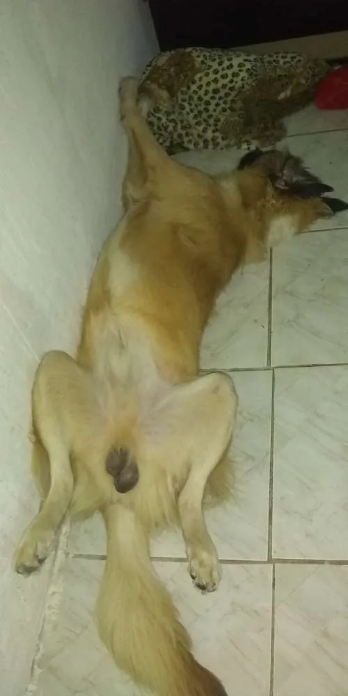 Cachorro ra a Não sei idade 7 a 11 meses nome Dengoso