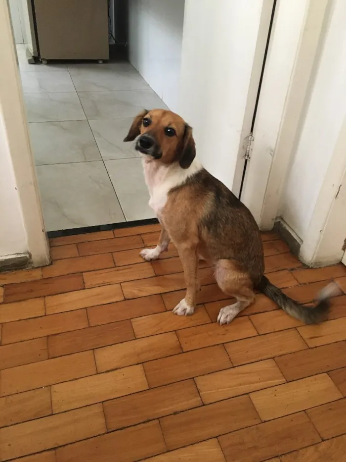 Cachorro ra a Vira lata idade 7 a 11 meses nome Julie