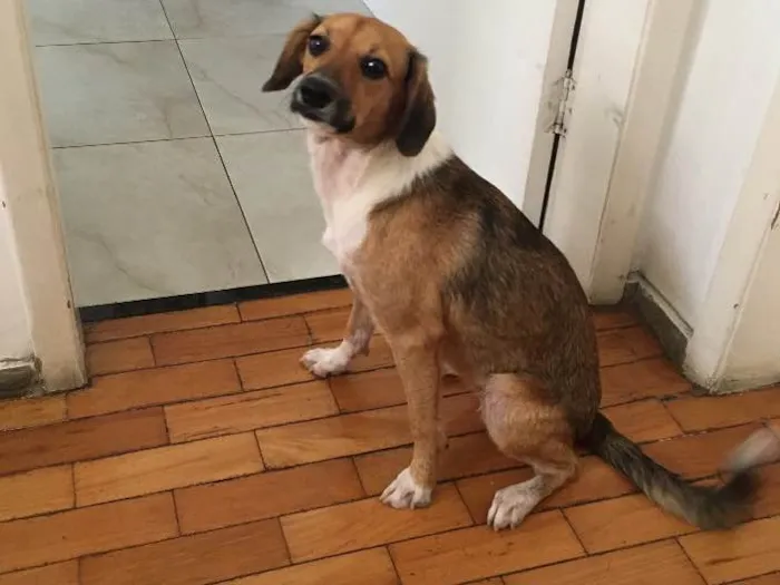 Cachorro ra a Vira lata idade 7 a 11 meses nome Julie