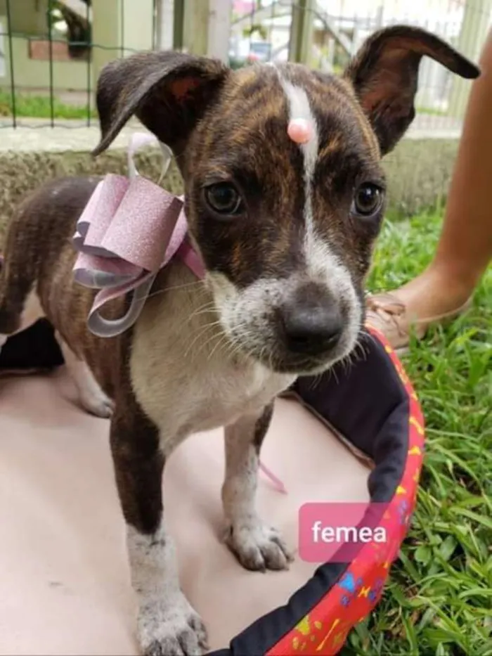 Cachorro raça SRD idade 2 a 6 meses nome FILHOTE Taís