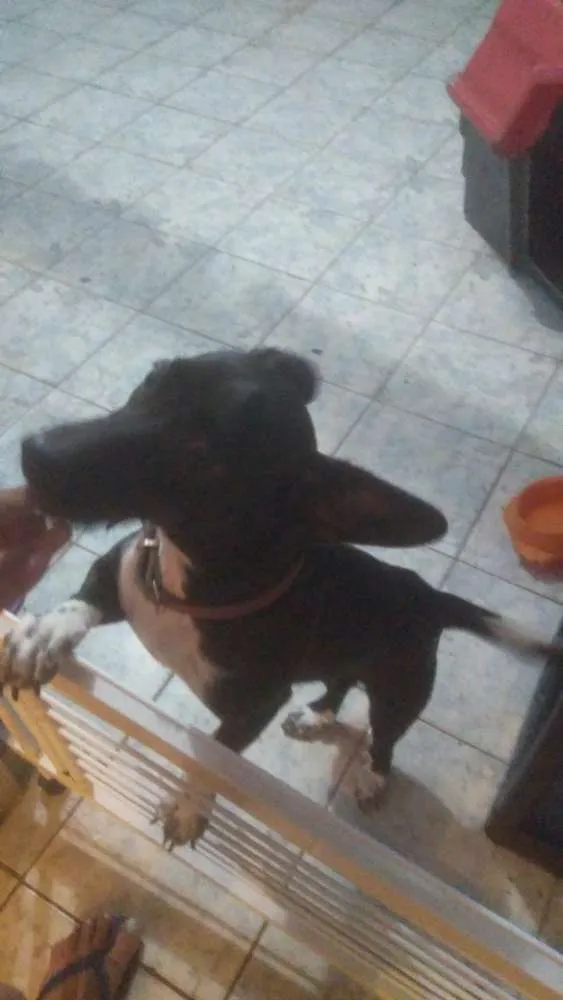 Cachorro ra a Mistura de salsicha com vira l idade 2 a 6 meses nome Amora