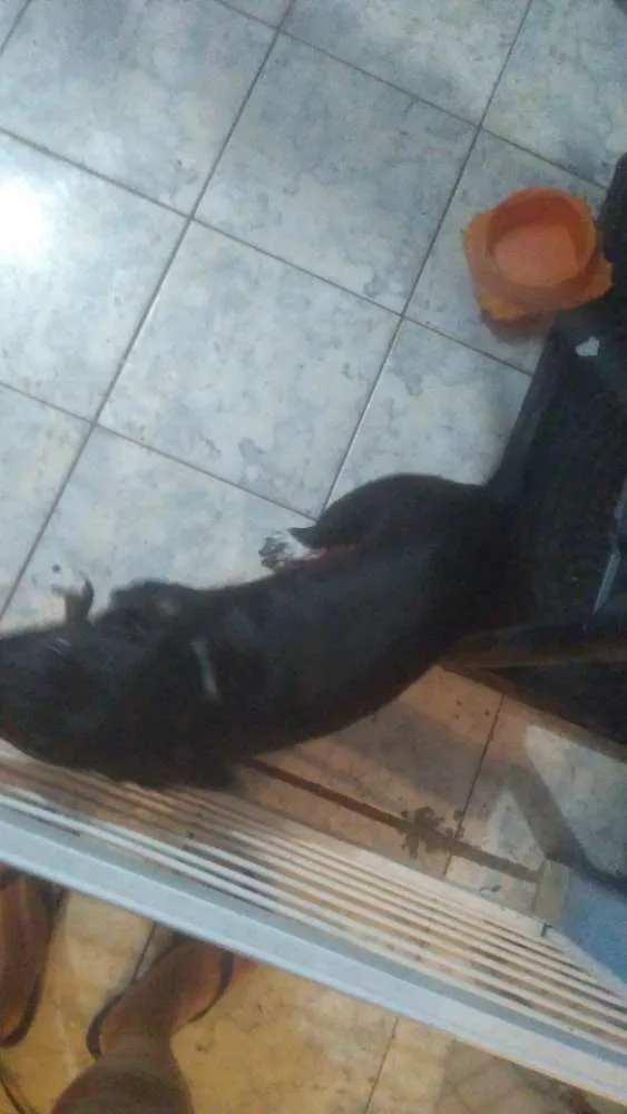 Cachorro ra a Mistura de salsicha com vira l idade 2 a 6 meses nome Amora