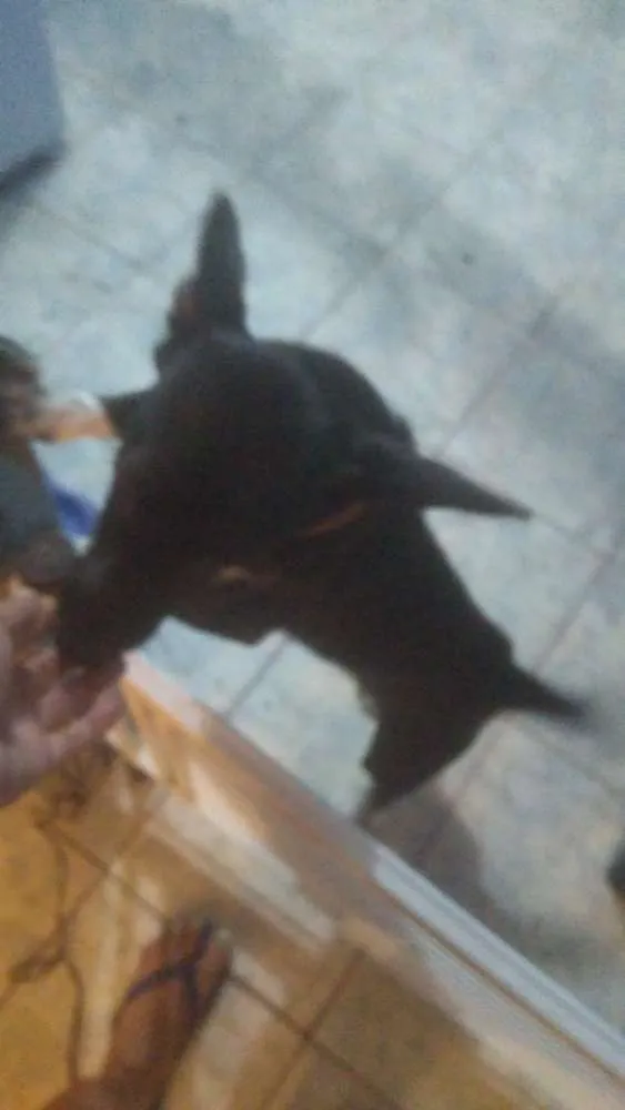 Cachorro ra a Mistura de salsicha com vira l idade 2 a 6 meses nome Amora