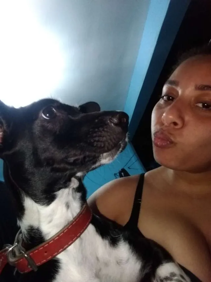 Cachorro ra a Mistura de salsicha com vira l idade 2 a 6 meses nome Amora