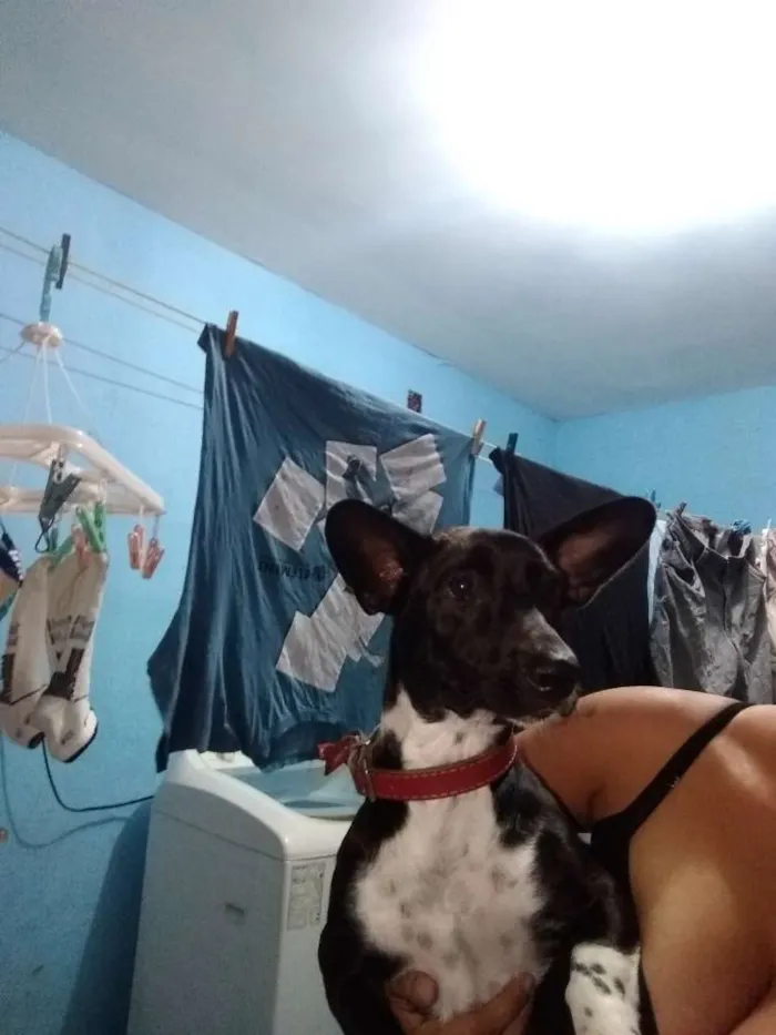 Cachorro ra a Mistura de salsicha com vira l idade 2 a 6 meses nome Amora