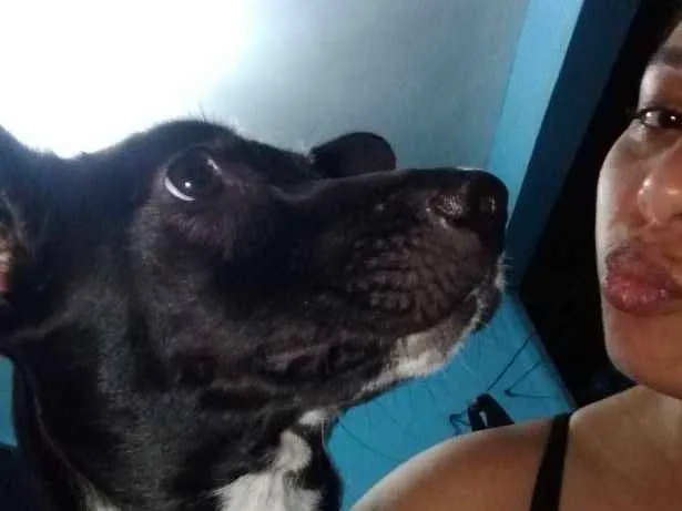 Cachorro ra a Mistura de salsicha com vira l idade 2 a 6 meses nome Amora