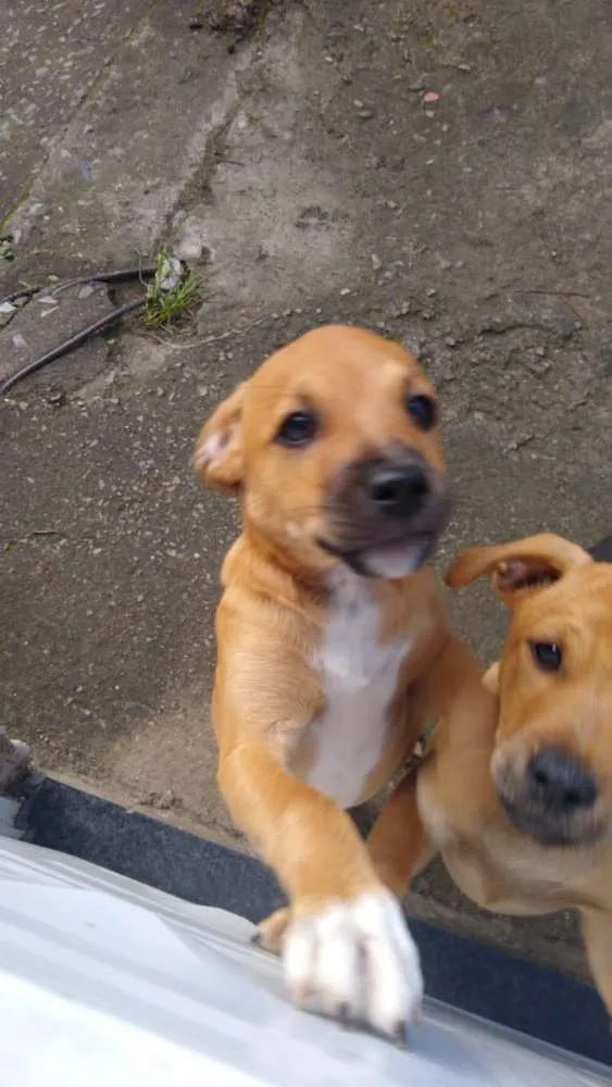 Cachorro ra a Viralata idade 2 a 6 meses nome Ainda não tem nome