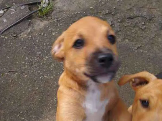 Cachorro ra a Viralata idade 2 a 6 meses nome Ainda não tem nome