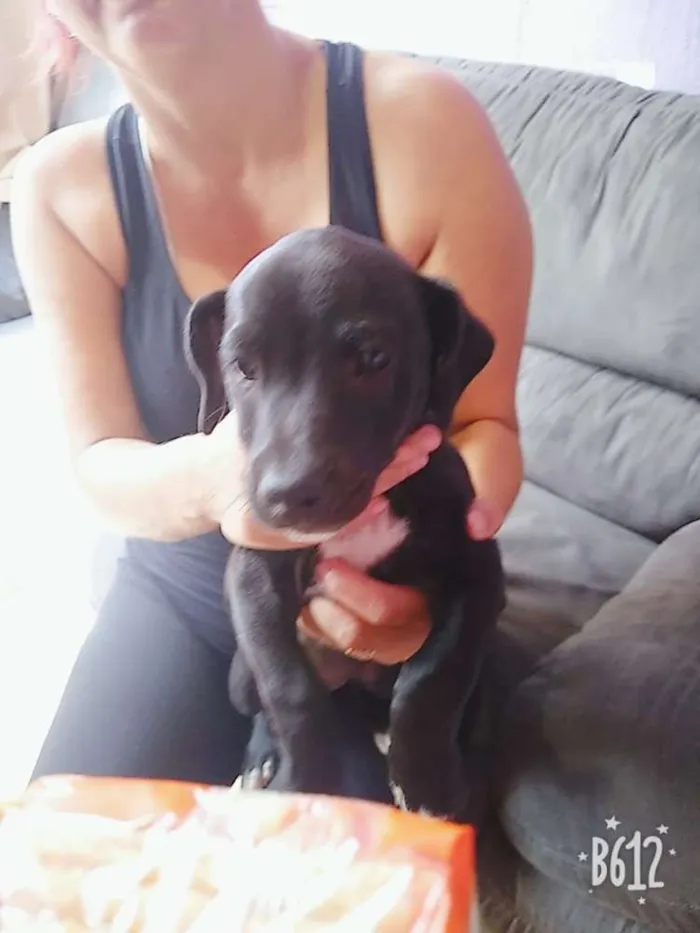 Cachorro ra a Viralata idade 2 a 6 meses nome Ainda não tem nome