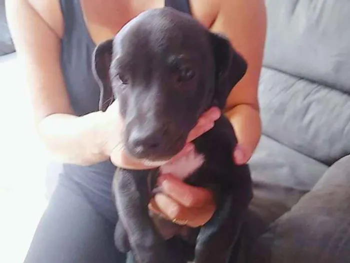 Cachorro ra a Viralata idade 2 a 6 meses nome Ainda não tem nome