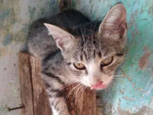 Gato raça  idade Abaixo de 2 meses nome Não tem nome