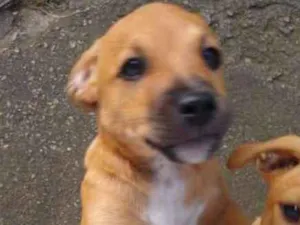Cachorro raça Viralata idade 2 a 6 meses nome Ainda não tem nome