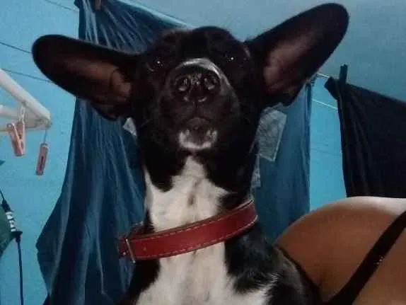 Cachorro ra a Mistura de salsicha com vira l idade 2 a 6 meses nome Amora