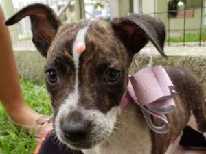 Cachorro raça SRD idade 2 a 6 meses nome FILHOTE Taís