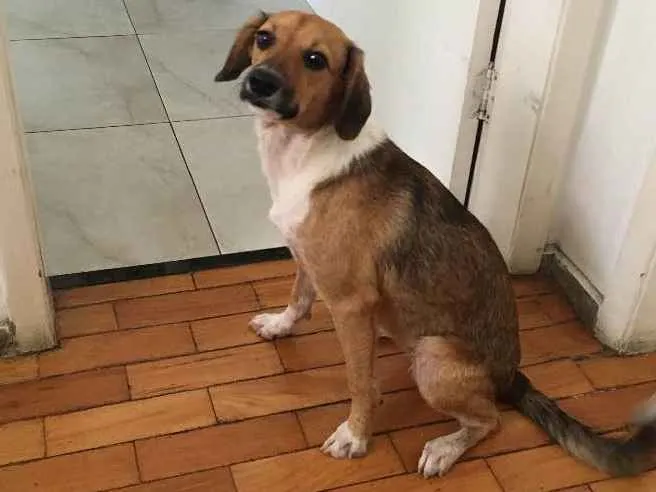 Cachorro ra a Vira lata idade 7 a 11 meses nome Julie