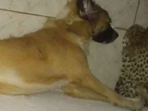 Cachorro raça Não sei idade 7 a 11 meses nome Dengoso