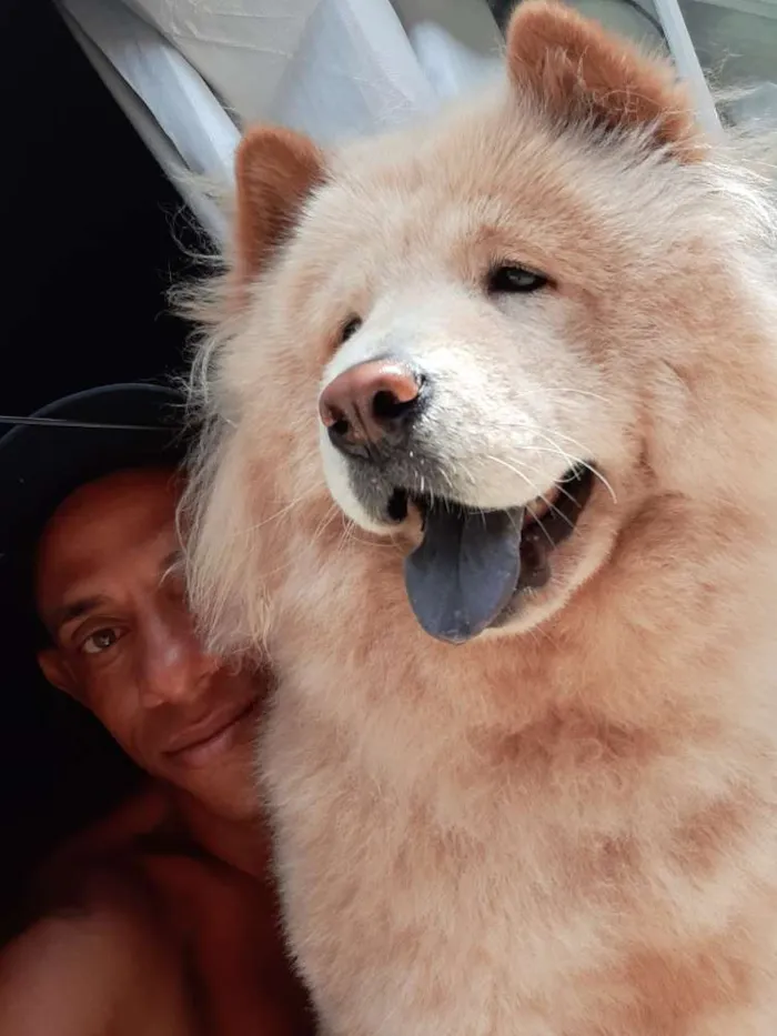 Cachorro raça show show  idade 2 anos nome Leona