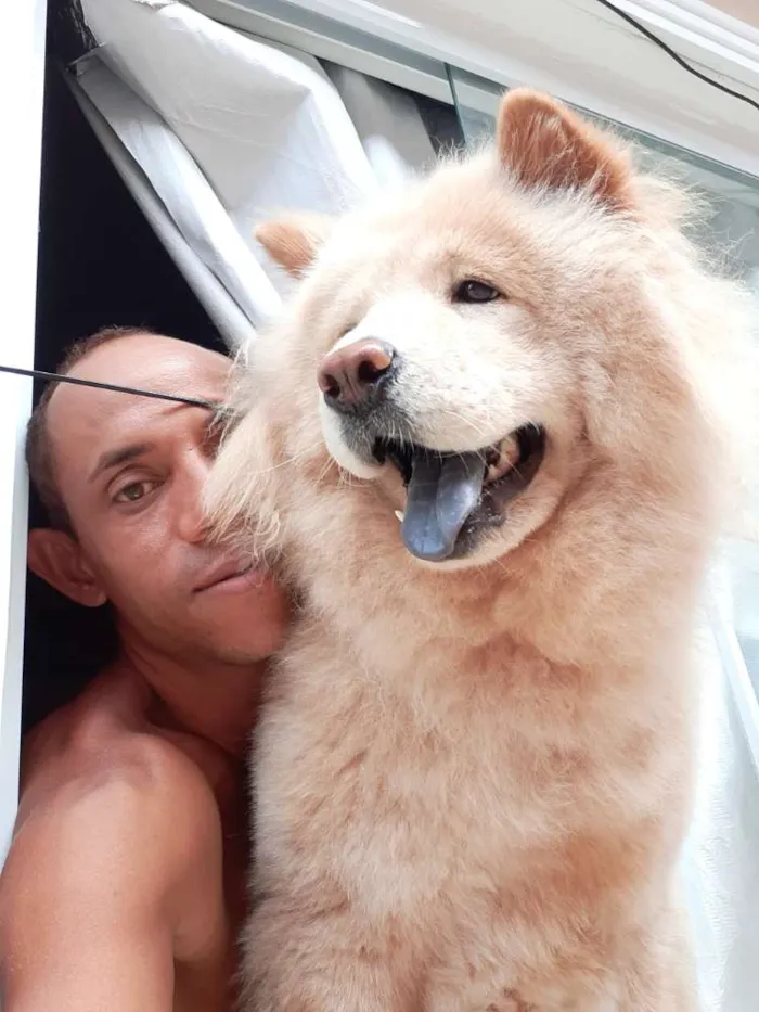 Cachorro raça show show  idade 2 anos nome Leona