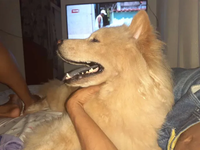 Cachorro raça show show  idade 2 anos nome Leona