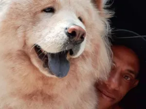 Cachorro raça show show  idade 2 anos nome Leona