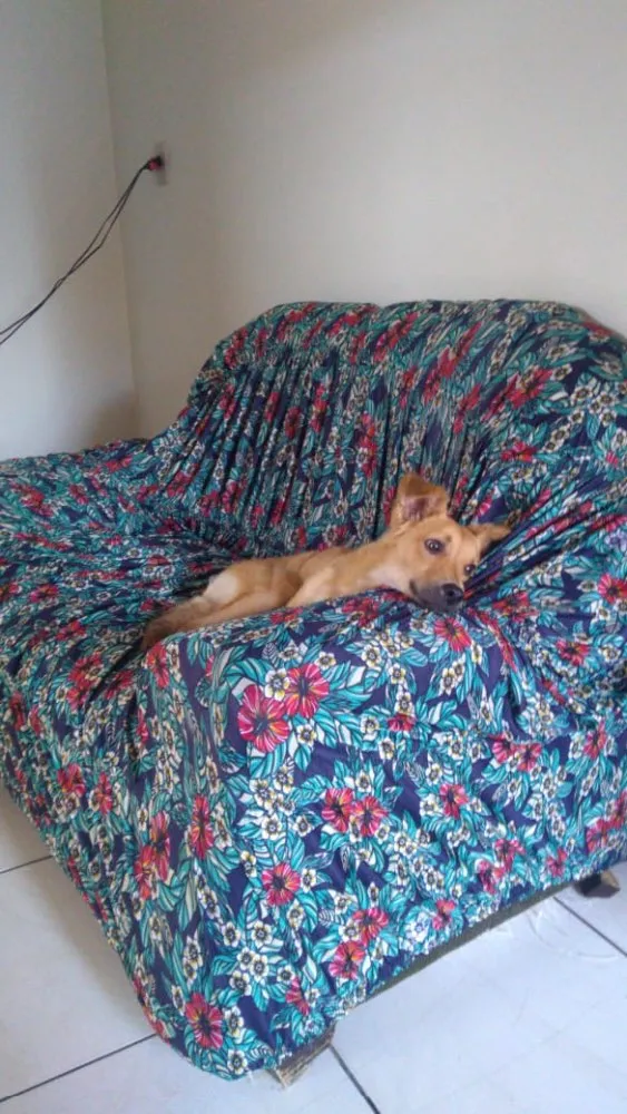 Cachorro raça Vira lata  idade 2 a 6 meses nome Minduin 