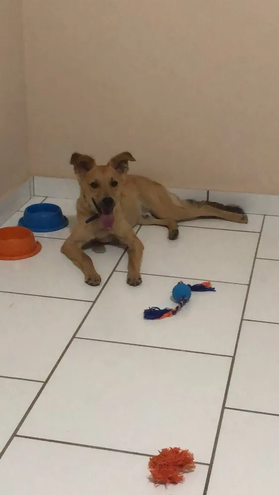 Cachorro raça Vira lata  idade 2 a 6 meses nome Minduin 