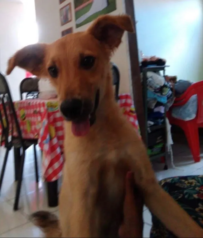 Cachorro raça Vira lata  idade 2 a 6 meses nome Minduin 